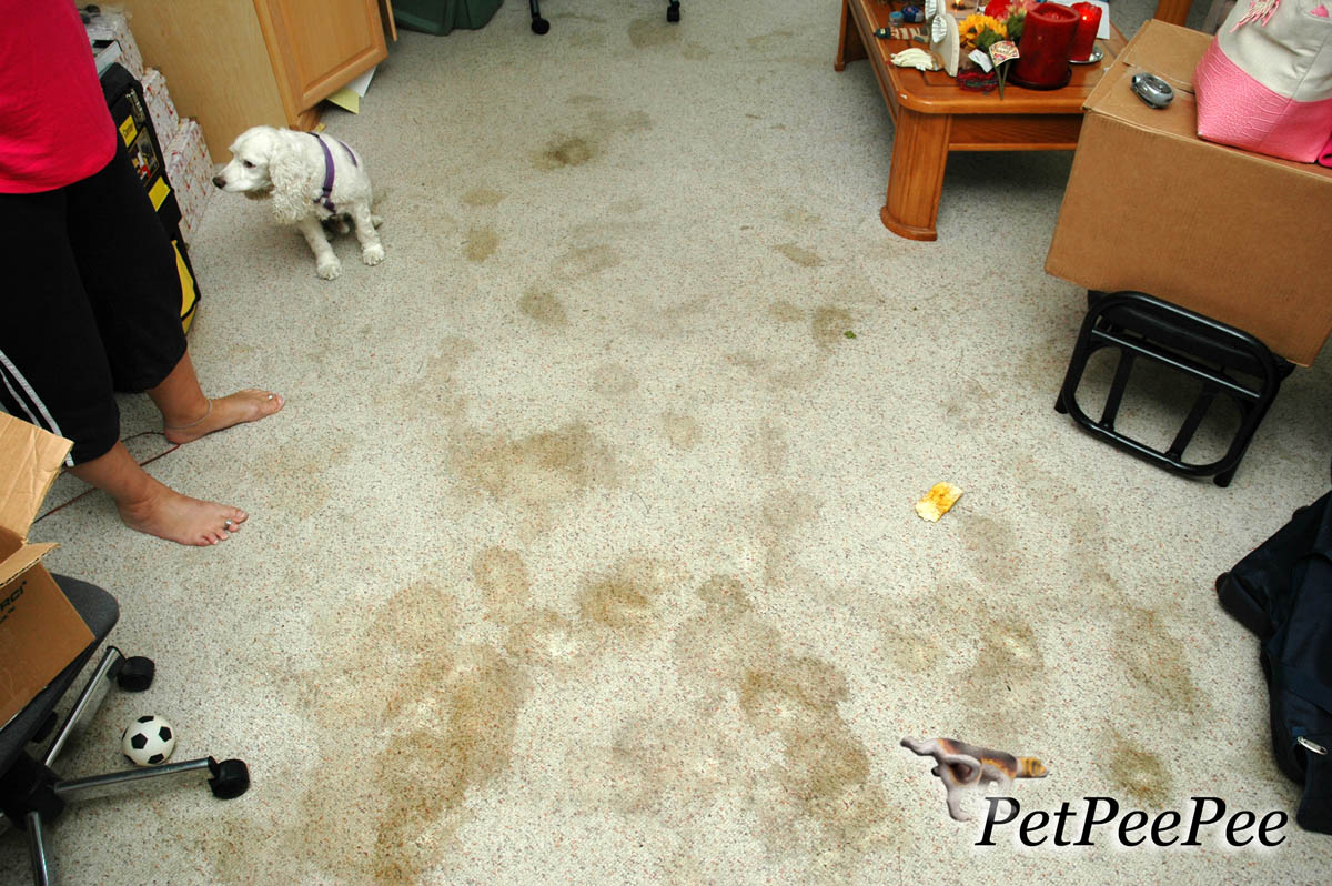 cleaning dog pee from rug
