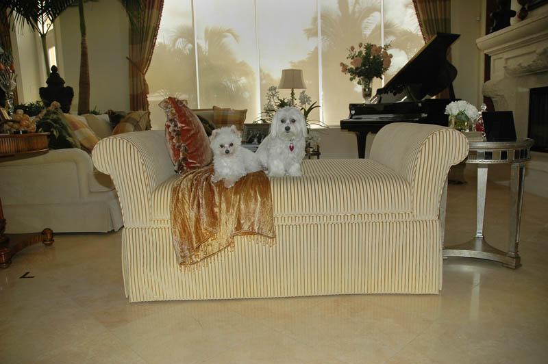 PetPeePee Furniture, Drapery and Oriental rug cleaning from Urine odor.
