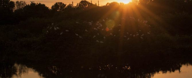 Carpet cleaning industry of today 2021