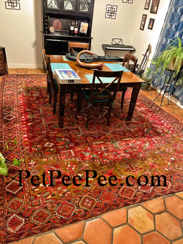 Cleaning antique Oriental rug from cat urine odor by PetPeePee Service