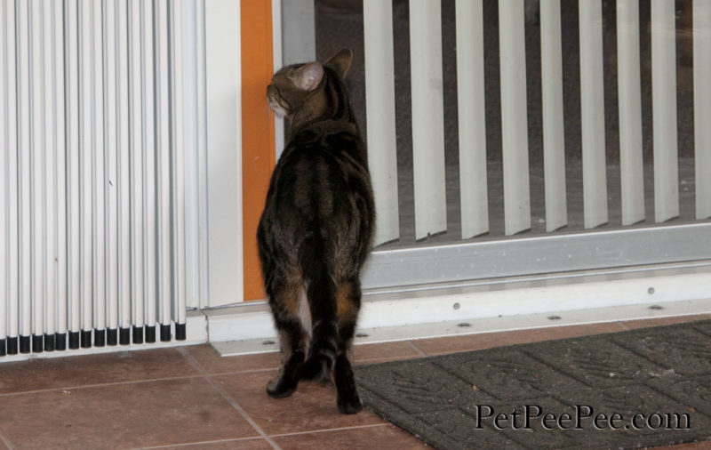 Why my cat Pee near the window, door, sliding window
