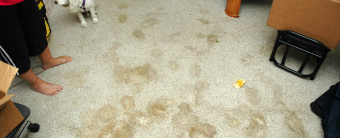 carpet dog urine stains and odor