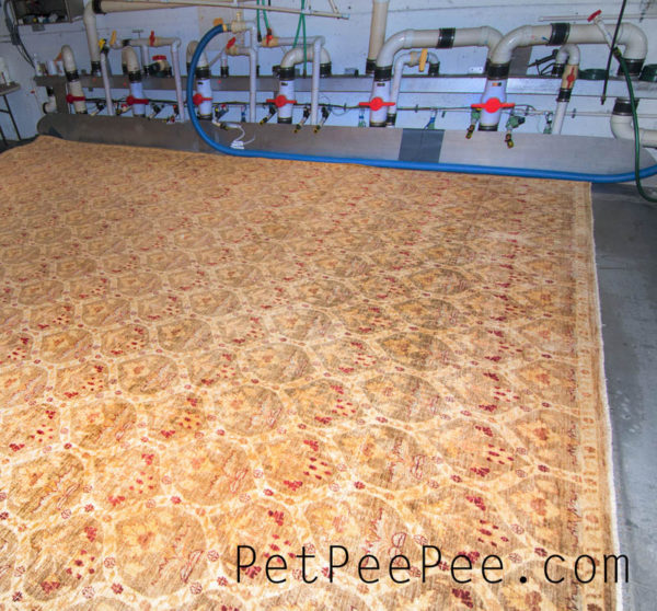 Equipment for Cleaning Oriental Carpet XpetPee machine clean and remove urine odor through the rug