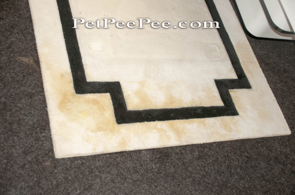 Remove dog and cat urine odor from Oriental CARPET