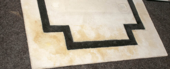 urine odor removal from wool carpet