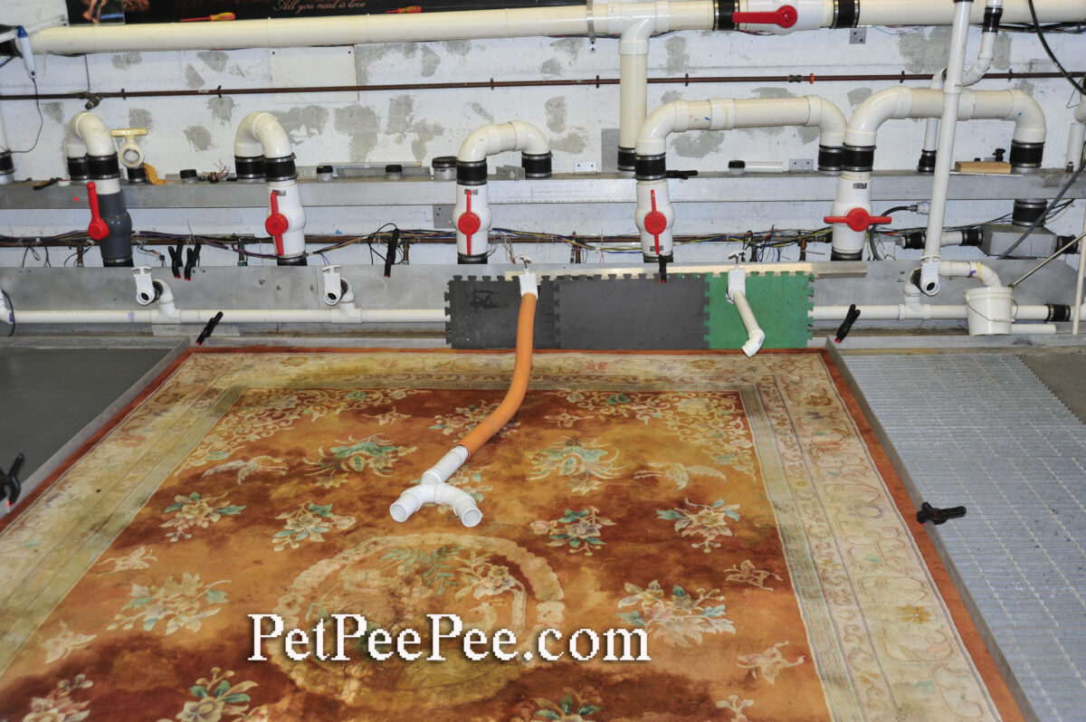 Cleaning A Persian Carpet from Dog Accidents by the PetPeePee company