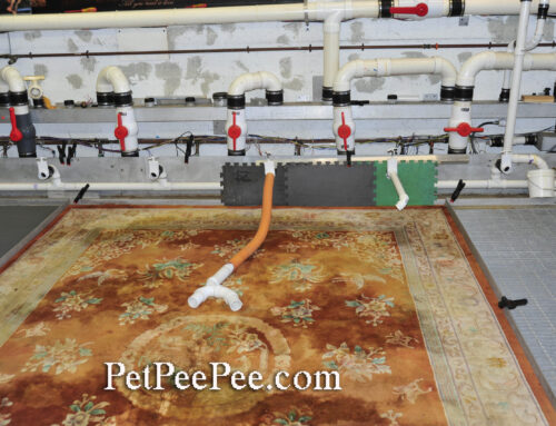 Will Shampooing Wool/Silk Rug Get Rid of Urine Smell?