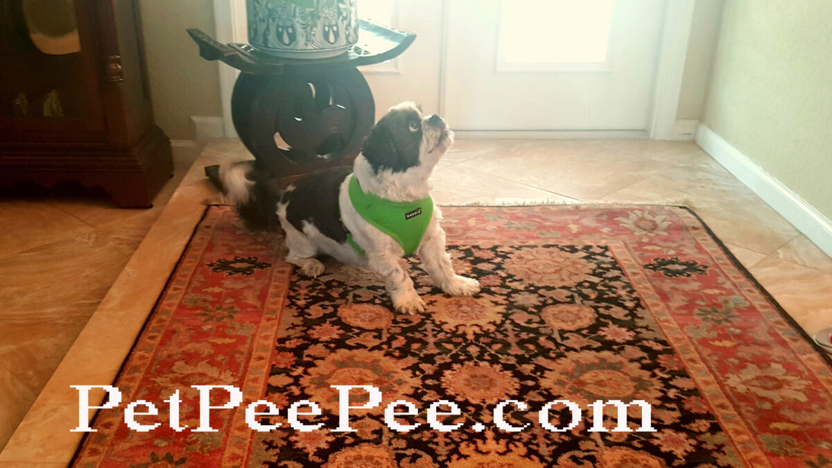 Oriental rug & My Dog How PetPeePee company remove the urine odor?