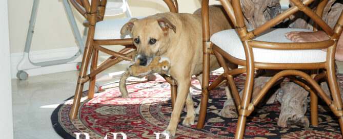 dog using the dining room rug