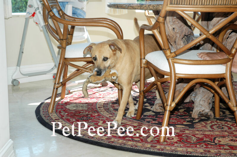 Pet Peed ON Dining Room Asian Rug / Area carpet PetPeePee