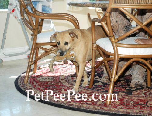 It’s a big mistake to clean urine spots on Oriental rug using Enzyme! 