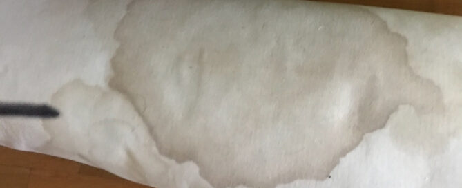 Wool rug showing wet enzyme spot asking where the urine and enzyme disappear after spraying.