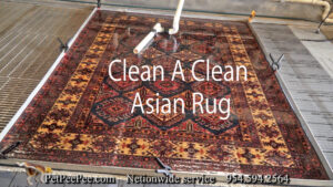 Oriental rug cleaning from urine odor