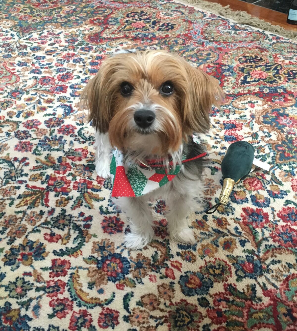 Oriental rug & My Dog How PetPeePee company remove the urine odor?