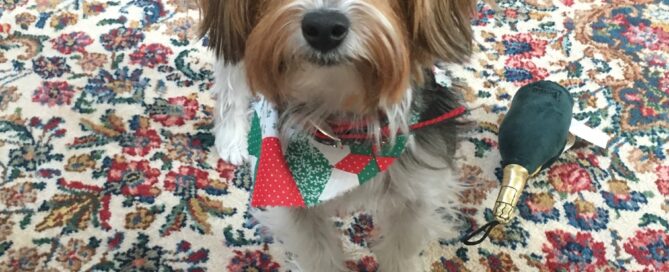 Dog sitting on an Oriental rug after PetPeePee® cleaning, showing the result of natural urine odor removal using Dead Sea minerals