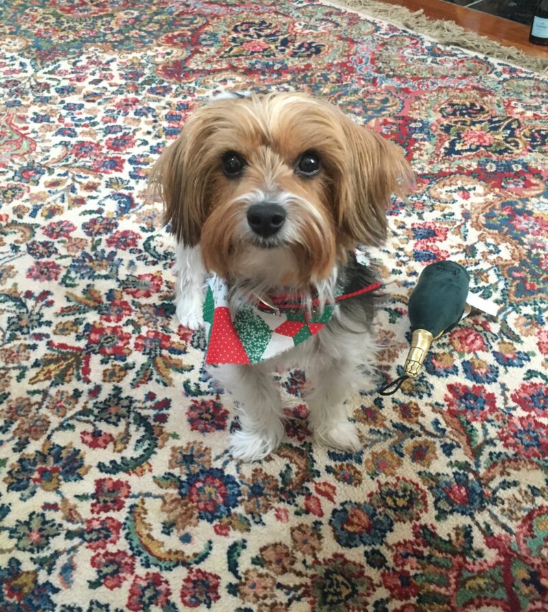 Oriental rug & My Dog How PetPeePee company remove the urine odor?