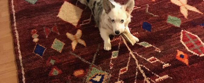 Dog resting on Moroccan rug cleaned by PetPeePee using the natural Dead Sea Minerals process for complete odor removal.