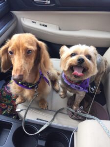 This is your best income. The owner will need you one day. Two dogs sitting together on a rug looking happy and calm.