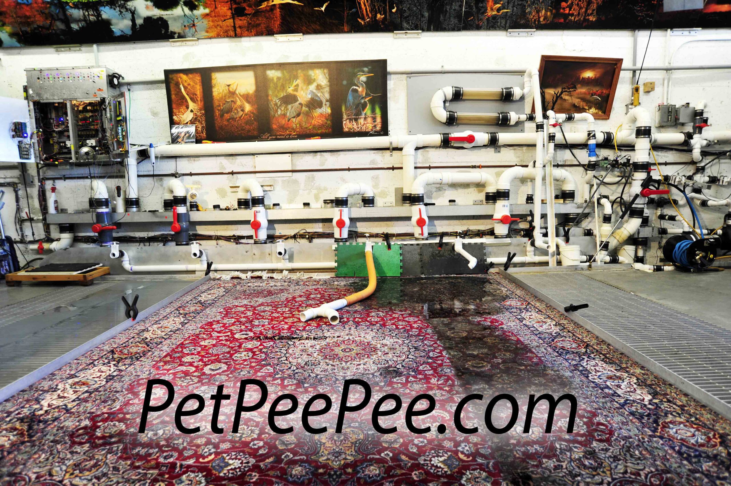 PetPeePee vacuum floor machine cleaning Oriental rug, guaranteed urine odor removal using organic Dead Sea formula, nationwide service